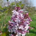 Syringa oblata fleur